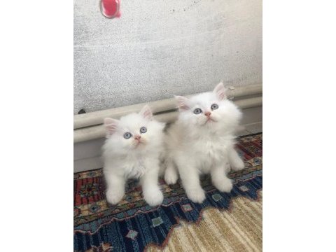 British ve chinchilla melezi kedimiz