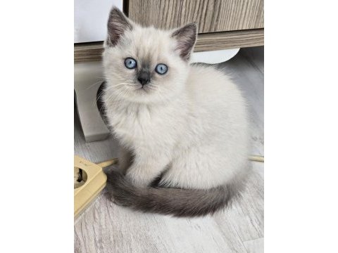 Safkan british blue point erkek 2.5 aylık