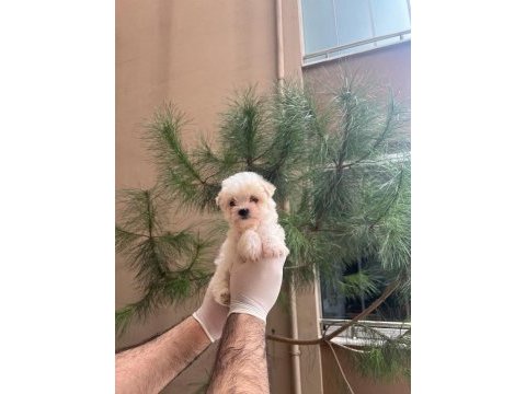 Maltipoo yavrularım sağlık ve ırk garantili