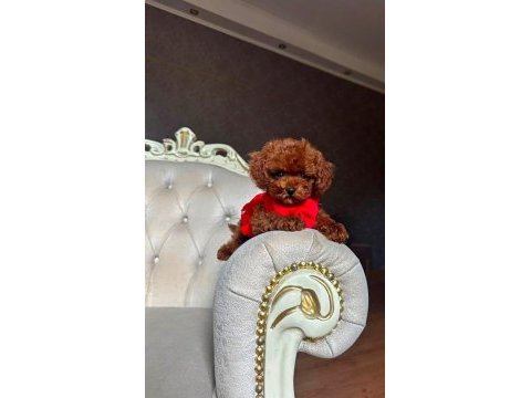 Vitrin güzeli poodle