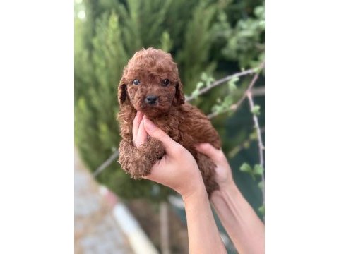 Petibör tadında poodle yanlışlıkla yemeyiniz