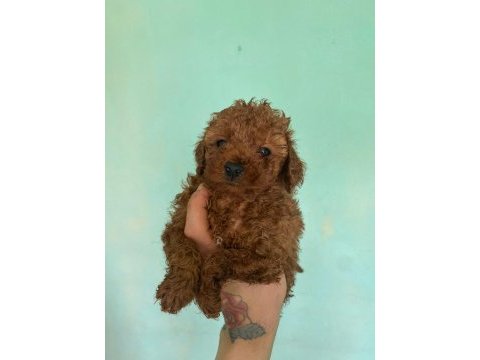 Poodle yavrularımız 40 günlük oldular