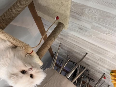Scottish fold longhair orijinal şecereli
