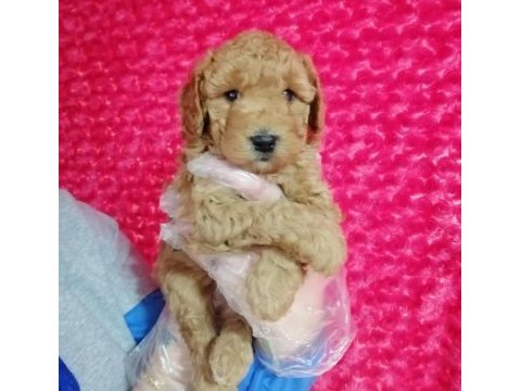 Toy poodle köpeği