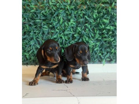 Black tan dachshund yavrular