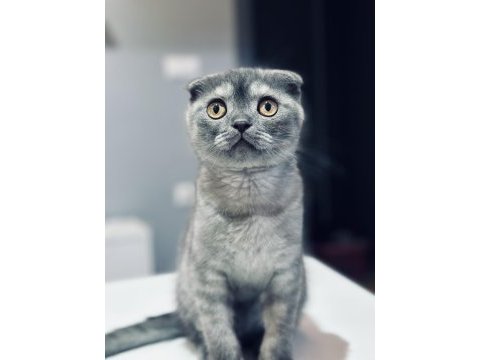 Safkan 5.5 aylık izmir içi scottish fold