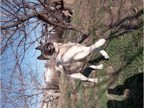 Amerikan akita yetişkin 1 erkek ve 1 dişi