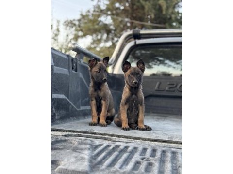 Hırs küpü belçika malinois yavrular