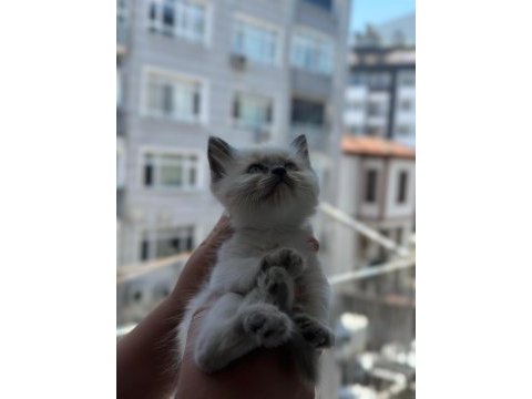 50 günlük blue pointler 1 erkek ve 4 dişi kedimiz