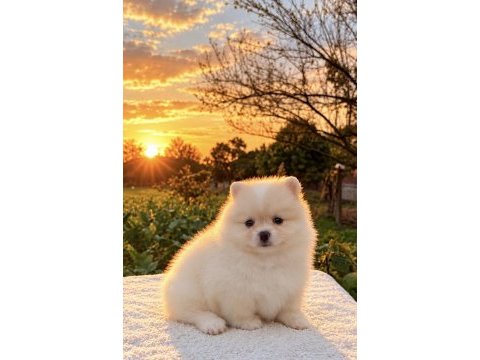 Pomeranian boo yavrumuz