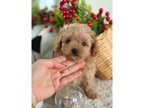 Mükemmel güzellikteki maltıpoo yavrum 