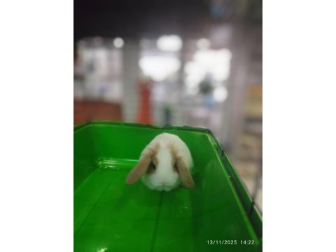 Yavru hollanda lop tavşanlar
