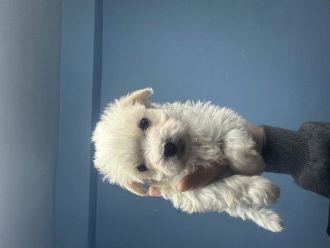 Dişi erkek maltipoo bebekler