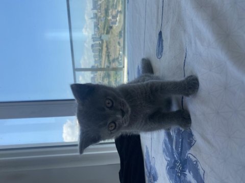 Her fotoğrafta ayrı kediler vardır