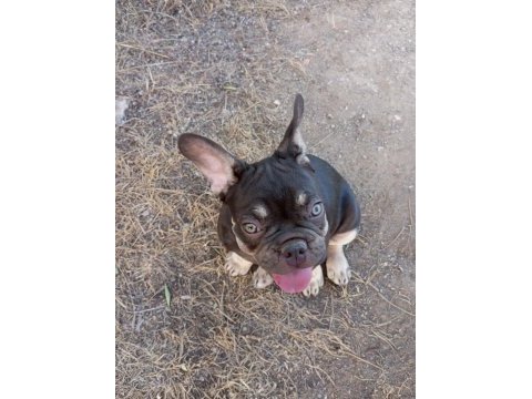 Coco tan egzotik french bulldog erkek yavru