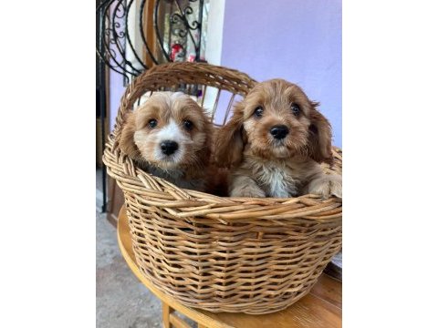 Orjinal cavapoo yavrular
