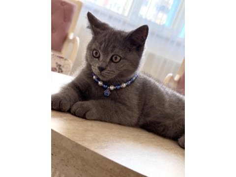 British shorthair 3 aylık