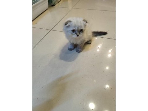 Çok tatlı iki aylik british shorthair