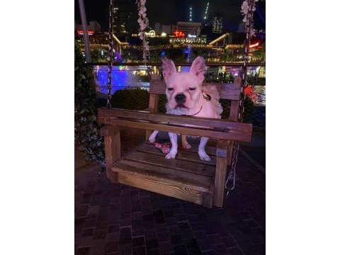 2 yaşında akıllı dişi french bulldog