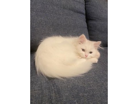 British longhair beyaz kedi 3 aylık