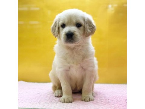Golden retriever yavruları
