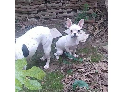 5 aylık erkek french bulldog ilk gelen alır