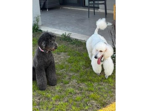 Standart poodle