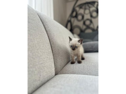 5 haziran doğumlu yavru british shorthair