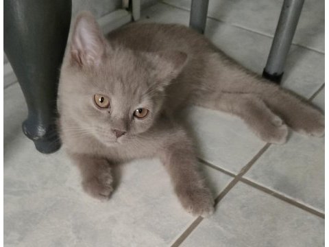 Lilac british shorthair erkek yavru