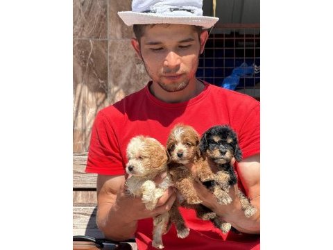 Acele edin maltipoo bebekler sizi bekliyor