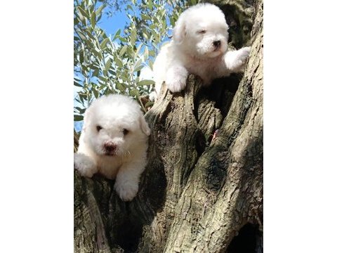 Özel ırk nadir güzellik uygun bütçe bichon frise