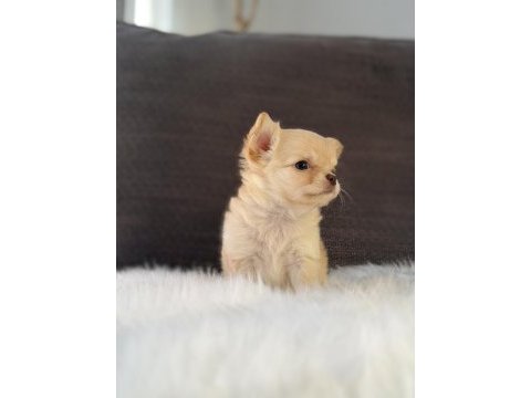 Irk ve sağlık garantili chihuahua bebeklerimiz