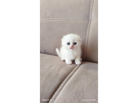 Beyaz scottish fold yavrular sahiplendirilecektir