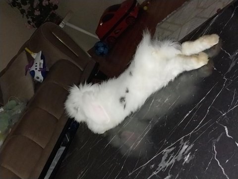 Hollanda lop tavşanı