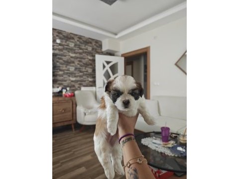 Shih tzu yavrular 1 erkek 1 disi