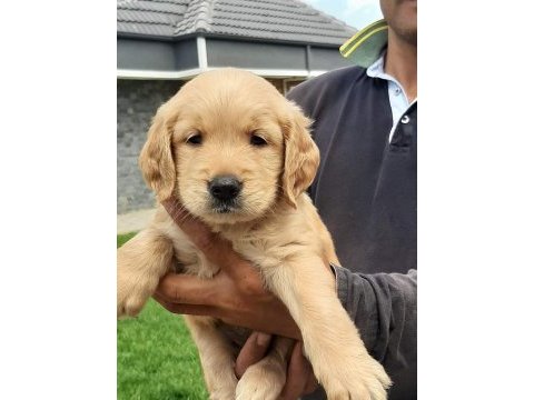 Ruhsatli çiflikten özel golden retriever yavrulari 
