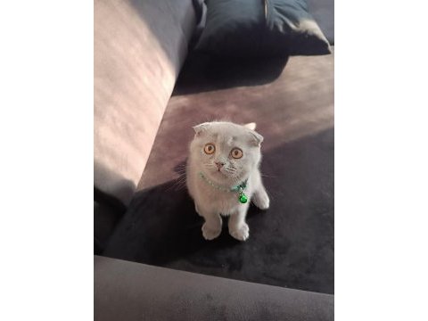 Scottish fold yavru 3 aylık