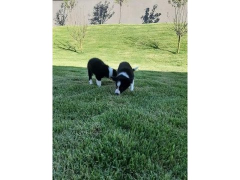 Eğitim merkezinde border collie yavruları