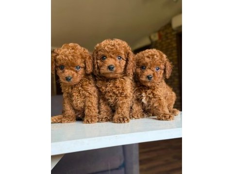 Orijinal toy poodle bebeklerimiz