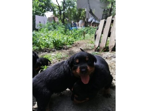 2 aylık dişi rottweiler