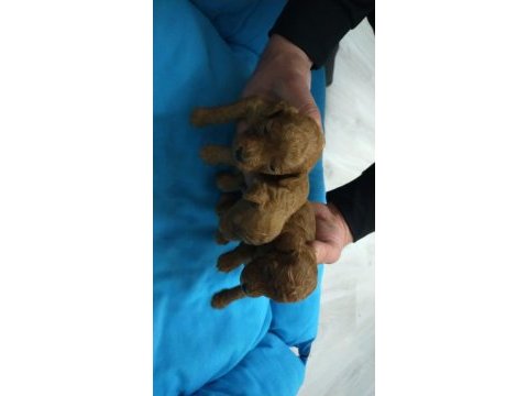 5 dişi ve 2 erkek mükemmel kalitede poodle yavrular