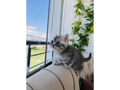 Scottish fold british blue point siyam