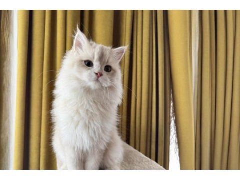 Krem rengi british longhair
