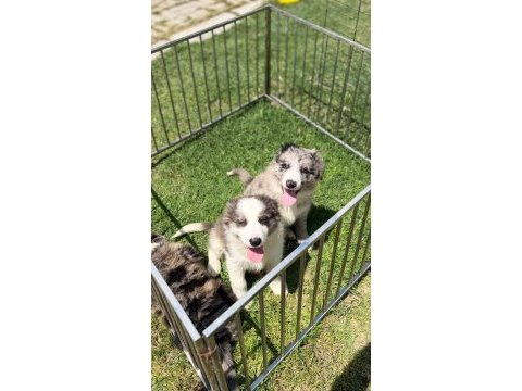 Blue merle border collie yavrular