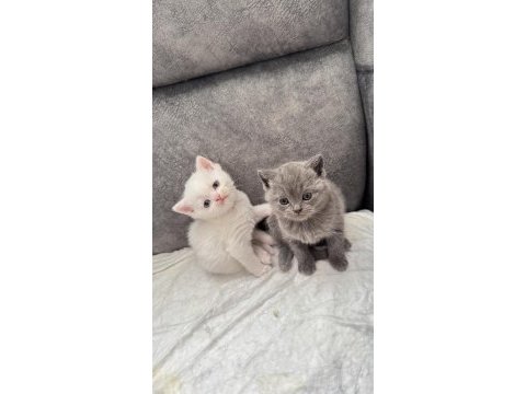 Evlere huzur ve neşe getirmek isteyenlere kediler