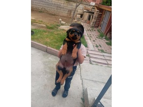Yavru rottweiler üç aylık