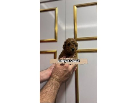 Red toy poodle