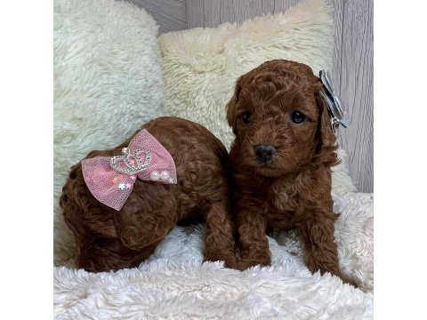 Toy poodle yavruları