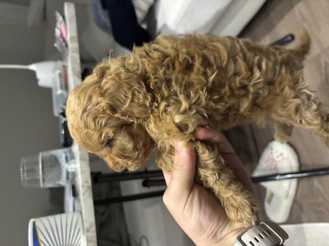 Sağlıklı yavru toy poodle