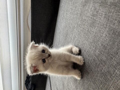 Scottish fold ve british yavruları
